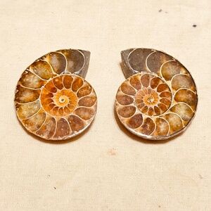 Ammonite Fossil Pair 2pc Polished Ammonite Set Rainbow Sheen 24g Genuine 33.7mm
